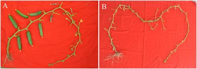 Identification of a major QTL, Parth6.1 associated with parthenocarpic fruit development in slicing cucumber genotype, Pusa Parthenocarpic Cucumber-6